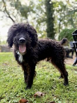 Jetti -  Labradoodle Dog for Adoption in Philadelphia, Pennsylvania - Jetti | PetCurious