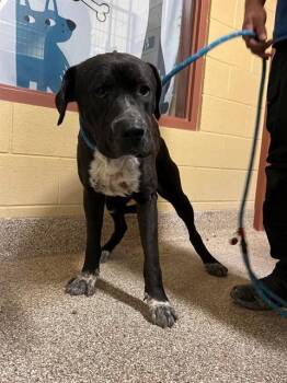 Labrador Retriever and Mixed Breed Dogs Available for Adoption in Thousand Palms, California - ROCKY | PetCurious