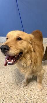 Golden Retriever Dogs Available for Adoption in Doral, Florida - SIMBA | PetCurious