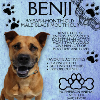 Rescue Black Mouth Cur and Mixed Breed Dogs for Adoption in Mcpherson, Kansas - Benji | PetCurious