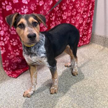 IVHS-Stray-142178 -  Cattle Dog and Shepherd Dog for Adoption in San Gabriel, California - IVHS-Stray-142178 | PetCurious