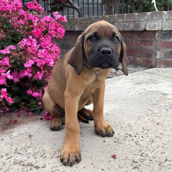 Cane Corso and Mastiff Dogs Available for Adoption in Lathrop, California - Nigel | PetCurious