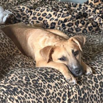Mochi -  Black Mouth Cur and Shepherd Dog Available for Adoption in Overland Park, Kansas - Mochi | PetCurious