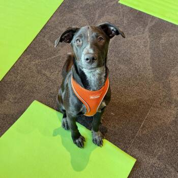 Winnie -  Australian Cattle Dog Blue Heeler and Border Collie Dog for Adoption in Boulder, Colorado - Winnie | PetCurious