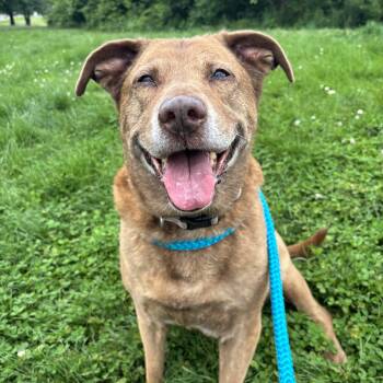 Dixie -  Yellow Labrador Retriever Dog for Adoption in Youngstown, Ohio - Dixie | PetCurious