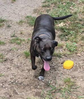 Zoey -  American Bully and Australian Cattle Dog Blue Heeler Dog for Adoption in Kalkaska, Michigan - Zoey | PetCurious