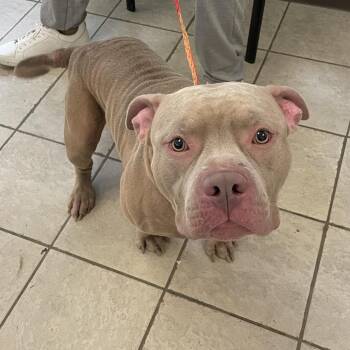 06/20/2026-Stray-MulberryDrive/EdgewoodRoad -  Mixed Breed Dog for Adoption in Columbus, Georgia - 06/20/2026-Stray-MulberryDrive/EdgewoodRoad | PetCurious