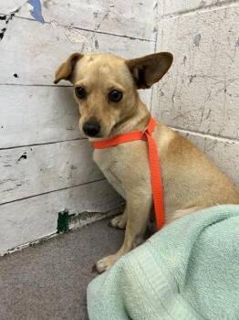 DELIA -  Chihuahua Dog for Adoption in San Bernardino, California - DELIA | PetCurious