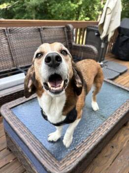 Boomer Jacks -  Beagle Dog for Adoption in Milton, Georgia - Boomer Jacks | PetCurious