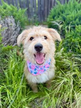 Wheaten Terrier and Mixed Breed Dogs Available for Adoption in Fruit Heights, Utah - Whisky | PetCurious