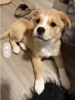 Rescue Husky Dogs for Adoption in Toledo, Ohio - Bodey | PetCurious