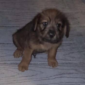 Milo -  Mixed Breed Dog for Adoption in Baton Rouge, Louisiana - Milo | PetCurious