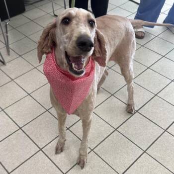 Dior -  Mixed Breed Dog for Adoption in Charleston, West Virginia - Dior | PetCurious