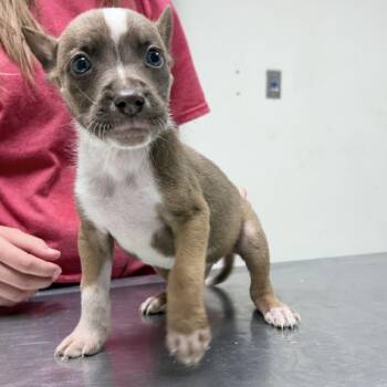 Leonardo-3825 -  Cattle Dog and Mixed Breed Dog for Adoption in Tyler, Texas - Leonardo-3825 | PetCurious