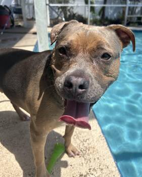 American Staffordshire Terrier Dogs Available for Adoption in Fort Myers Beach, Florida - URGENT NAIA NEEDS A HOME!! | PetCurious