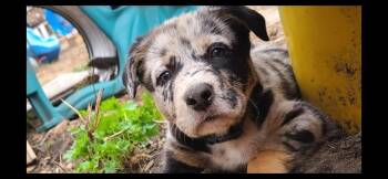 Australian Shepherd Dogs Available for Adoption in Aurora, Illinois - Piper | PetCurious