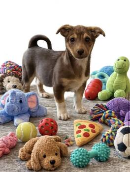 Chihuahua Dogs Available for Adoption in Elizabethtown, Pennsylvania - Farmer | PetCurious