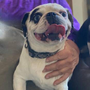 Thor -  Pug and French Bulldog Dog for Adoption in Tonasket, Washington - Thor | PetCurious