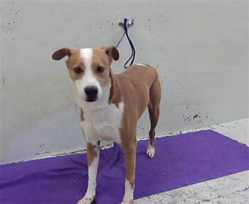 MACE -  Labrador Retriever and Mixed Breed Dog for Adoption in Houston, Texas - MACE | PetCurious