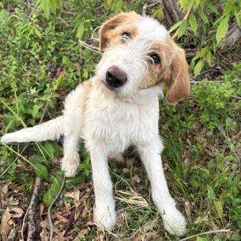 Labradoodle Dogs Available for Adoption in Fosters, Alabama - BERLIN | PetCurious