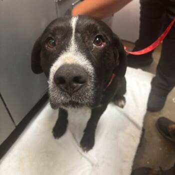 Donald -  Pit Bull Terrier and Mixed Breed Dog for Adoption in Tulsa, Oklahoma - Donald | PetCurious