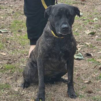 Terrier Dogs Available for Adoption - PYPER LOWER FEE | PetCurious