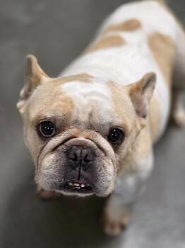 Igor -  French Bulldog Dog for Adoption in Carthage, Missouri - Igor | PetCurious