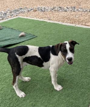 Rescue Boxer and Pit Bull Terrier Dogs for Adoption in Rio Rancho, New Mexico - Peter Parker | PetCurious