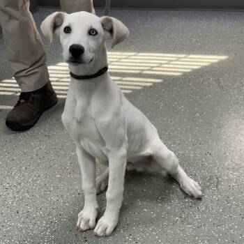 Louie -  Wirehaired Terrier and Goldendoodle Dog for Adoption in Bardstown, Kentucky - Louie | PetCurious
