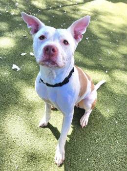 Pit Bull Terrier Dogs Available for Adoption - Anri | PetCurious