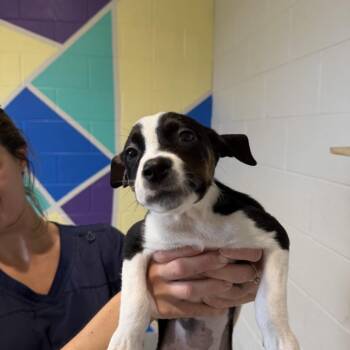 Luck -  Mixed Breed Dog for Adoption in Englewood, Florida - Luck | PetCurious