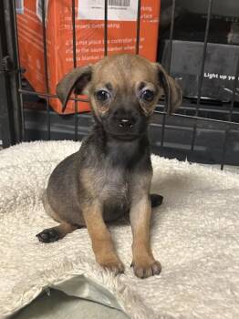 Neenee -  Chihuahua Dog for Adoption in Tucson, Arizona - Neenee | PetCurious