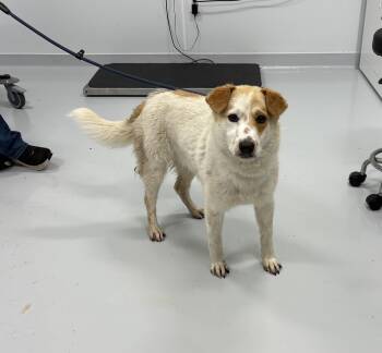 Levi -  Cattle Dog Dog for Adoption in Bourbonnais, Illinois - Levi | PetCurious
