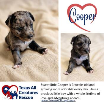 Cooper -  Terrier Dog for Adoption in Alvarado, Texas - Cooper | PetCurious