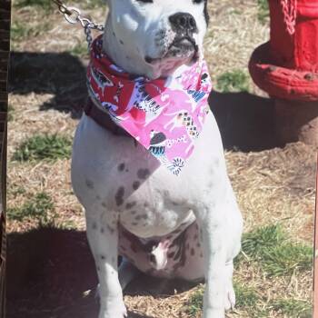 American Staffordshire Terrier and Boxer Dogs Available for Adoption in Hutchinson, Kansas - Bruno | PetCurious