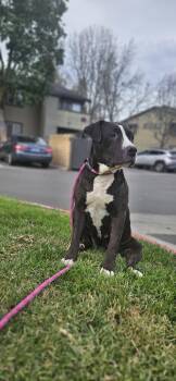 Pit Bull Terrier Dogs Available for Adoption - Darlin | PetCurious
