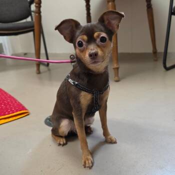 Chihuahua and Miniature Pinscher Dogs Available for Adoption - Sookie | PetCurious