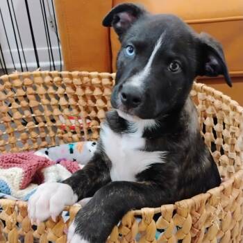 Rainbow Butterfly Joyful Boy -  Labrador Retriever and Husky Dog for Adoption in Friendswood, Texas - Rainbow Butterfly Joyful Boy | PetCurious