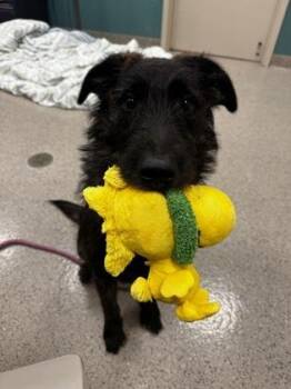 Chewbacca -  Labrador Retriever and Schnauzer Dog for Adoption in Fishers, Indiana - Chewbacca | PetCurious