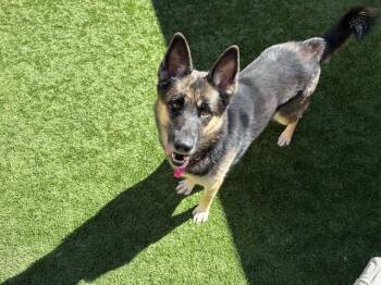 Rescue German Shepherd Dog Dogs for Adoption in San Marcos, California - URGENT! SAVE ME PLEASE! Lindy ID# A545683 | PetCurious