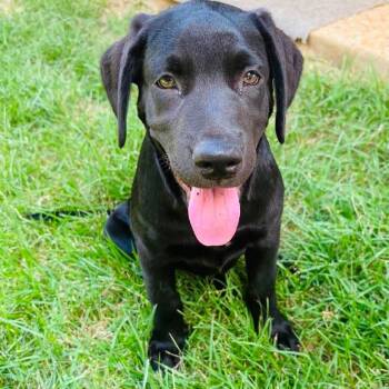 Baby Katie -  Labrador Retriever and Retriever Dog for Adoption in San Antonio, Texas - Baby Katie | PetCurious