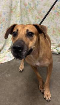 JASLYN -  Black Mouth Cur and Mixed Breed Dog for Adoption in Rosenberg, Texas - JASLYN | PetCurious