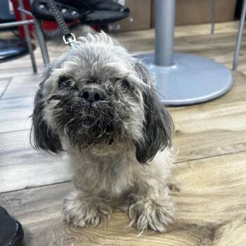 Mister -  Shih Tzu Dog for Adoption in Newark, New Jersey - Mister | PetCurious