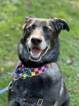 Sugar -  Belgian Shepherd Malinois and Labrador Retriever Dog for Adoption in Annapolis, Maryland - Sugar | PetCurious