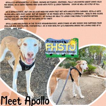 Rescue Vizsla and Great Dane Dogs for Adoption in San Diego, California - Apollo | PetCurious