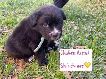 Shar Pei and Husky Dogs Available for Adoption - Charlotte | PetCurious