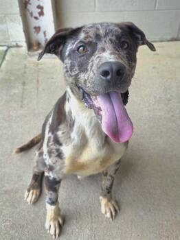 Pit Bull Terrier and Catahoula Leopard Dog Dogs Available for Adoption in Brewster, New York - Dooley | PetCurious