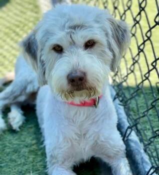 Shirley Temple -  Poodle Dog for Adoption in Copiague, New York - Shirley Temple | PetCurious