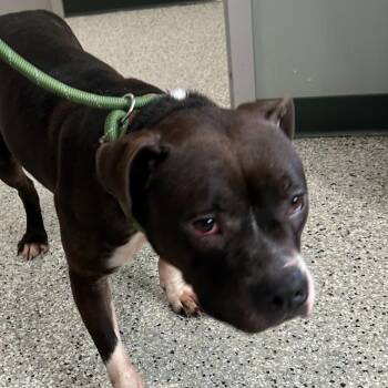 Diamond -  Mixed Breed Dog for Adoption in Carlyle, Illinois - Diamond | PetCurious
