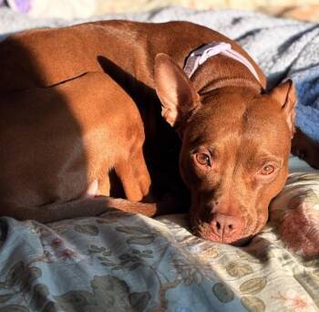 Lala -  Pit Bull Terrier Dog for Adoption in Des Moines, Iowa - Lala | PetCurious